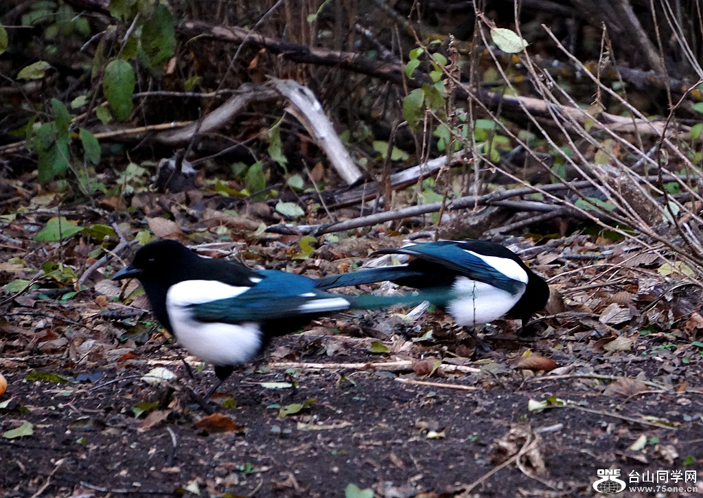 DSC00086.JPG