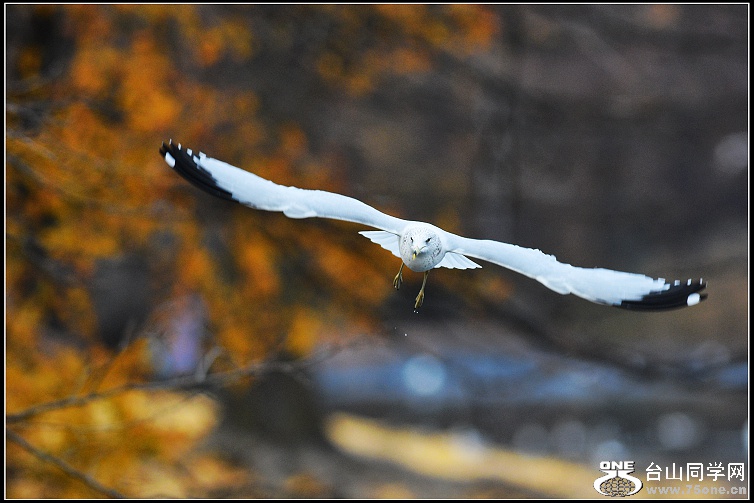 DSC_0507.jpg