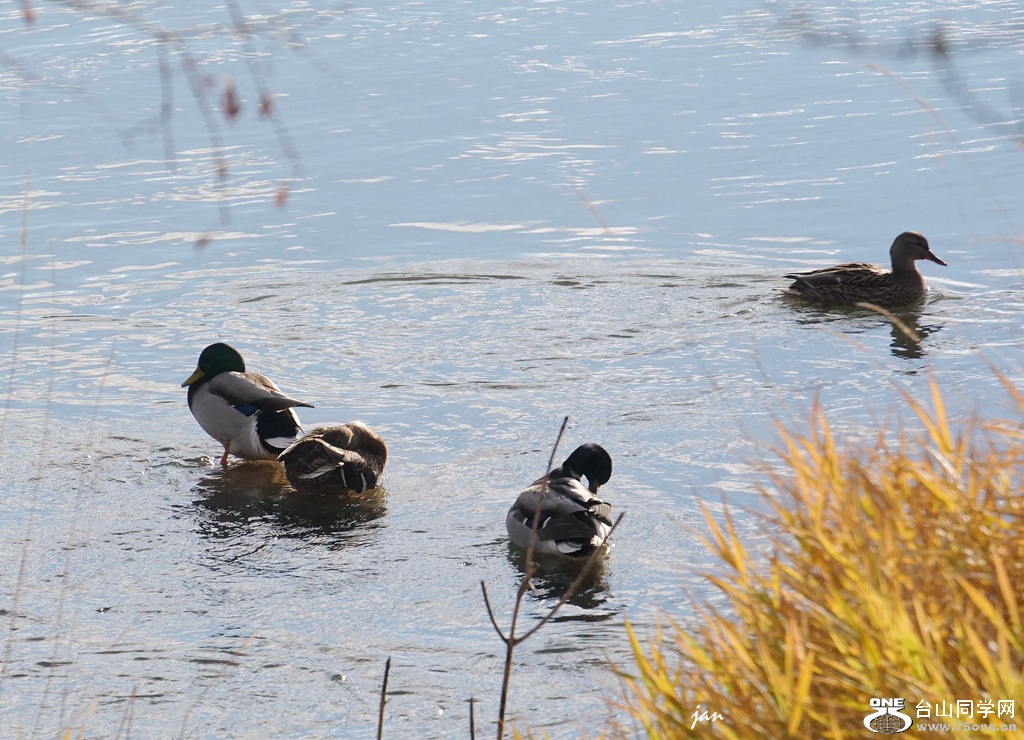 DSC00107_a.jpg