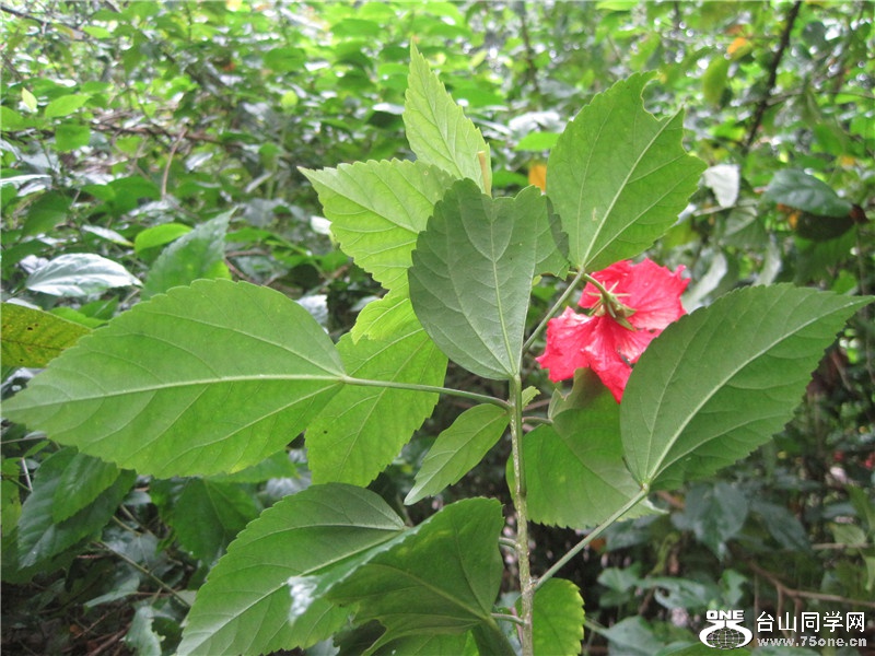 IMG_4921.jpg