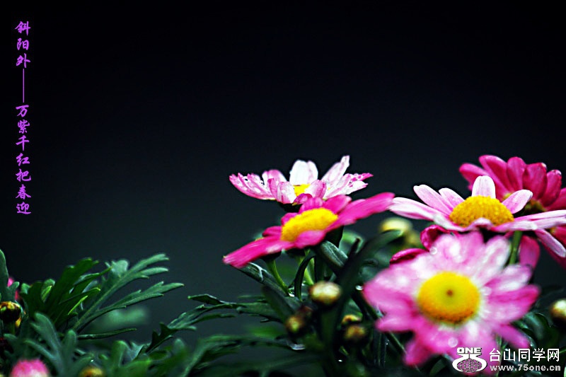 227_32486_859ee8d6b253742.jpg