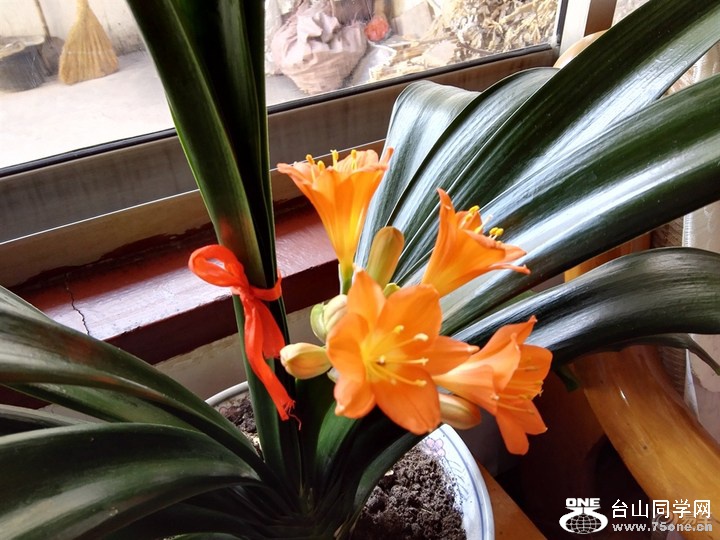 5a83f08a297840518d90edf1d55e136a_720_0_max_jpg (1).jpg