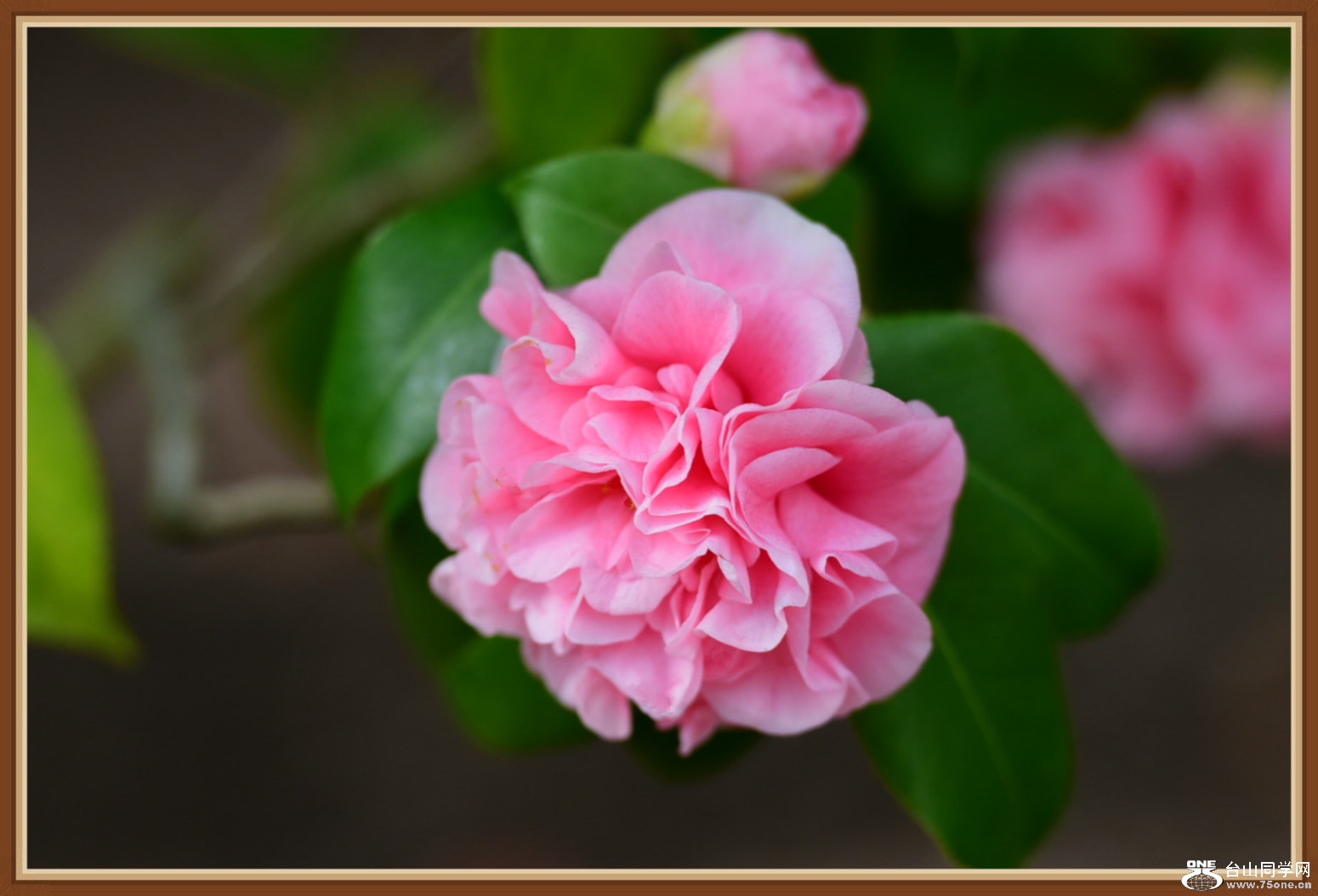 DSC_2834_meitu_20.jpg