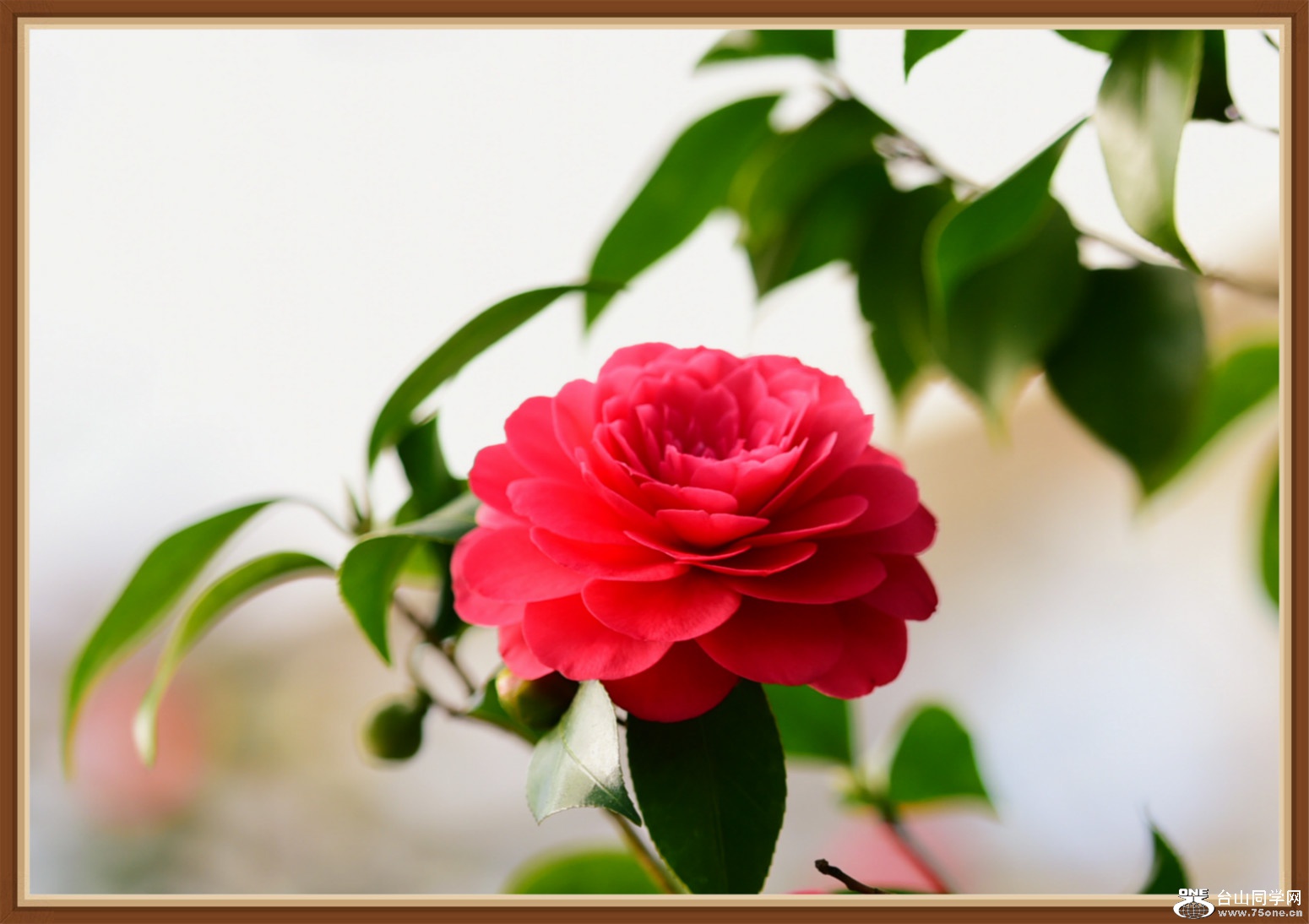 DSC_2795_meitu_7.jpg