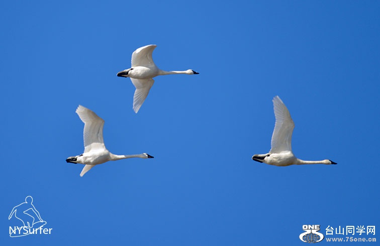 DSC_61447.jpg
