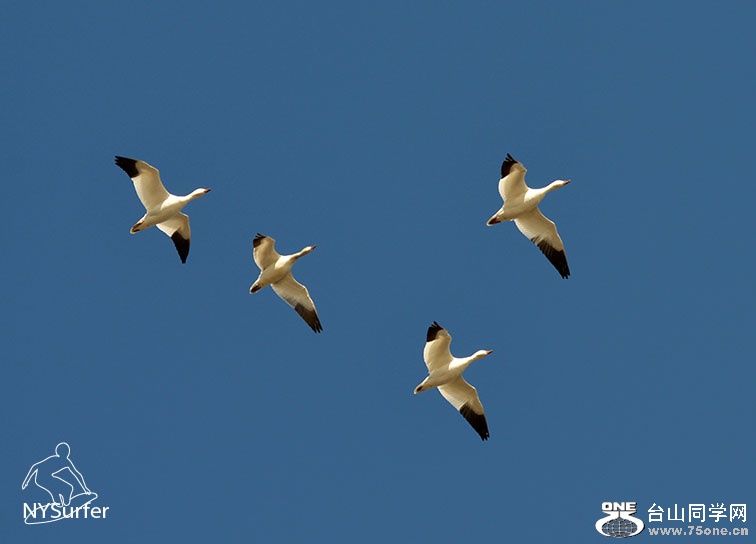 DSC_61564.jpg