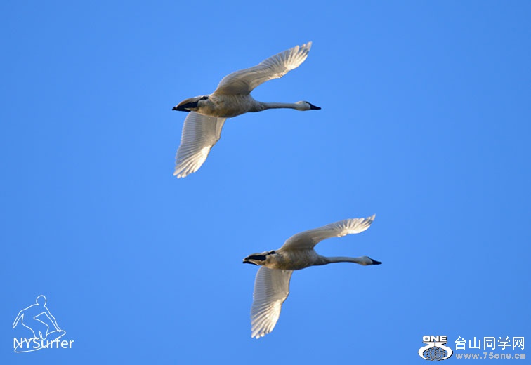 DSC_61004.jpg
