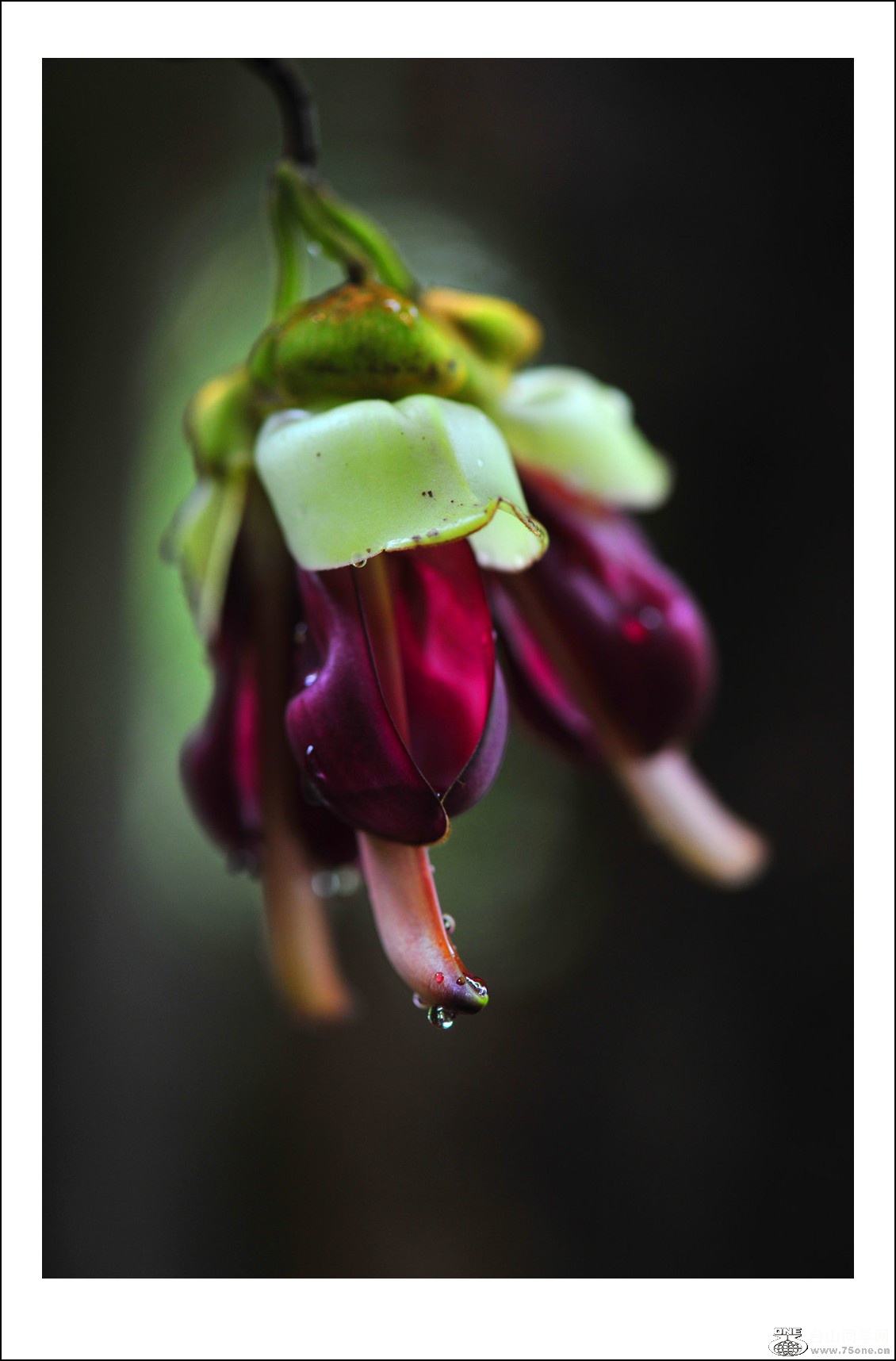 DSC_5333_conew1.jpg