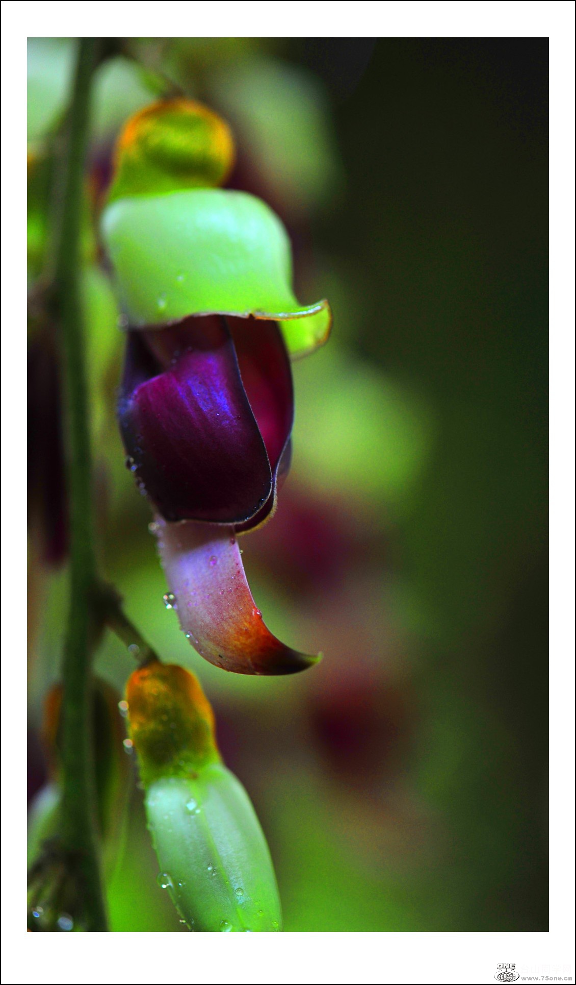 DSC_5327_conew1.jpg
