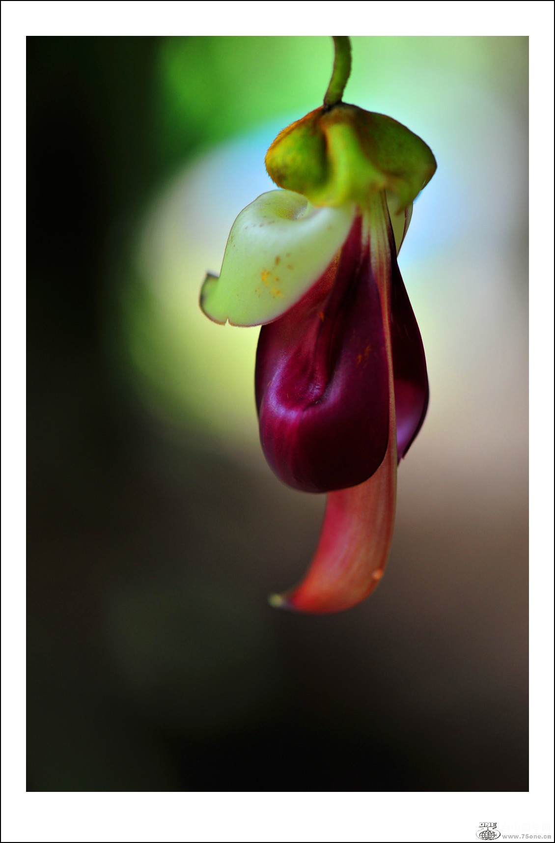 DSC_5321_conew1.jpg
