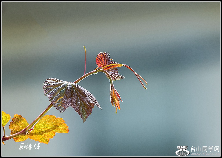 DSC_6101.jpg