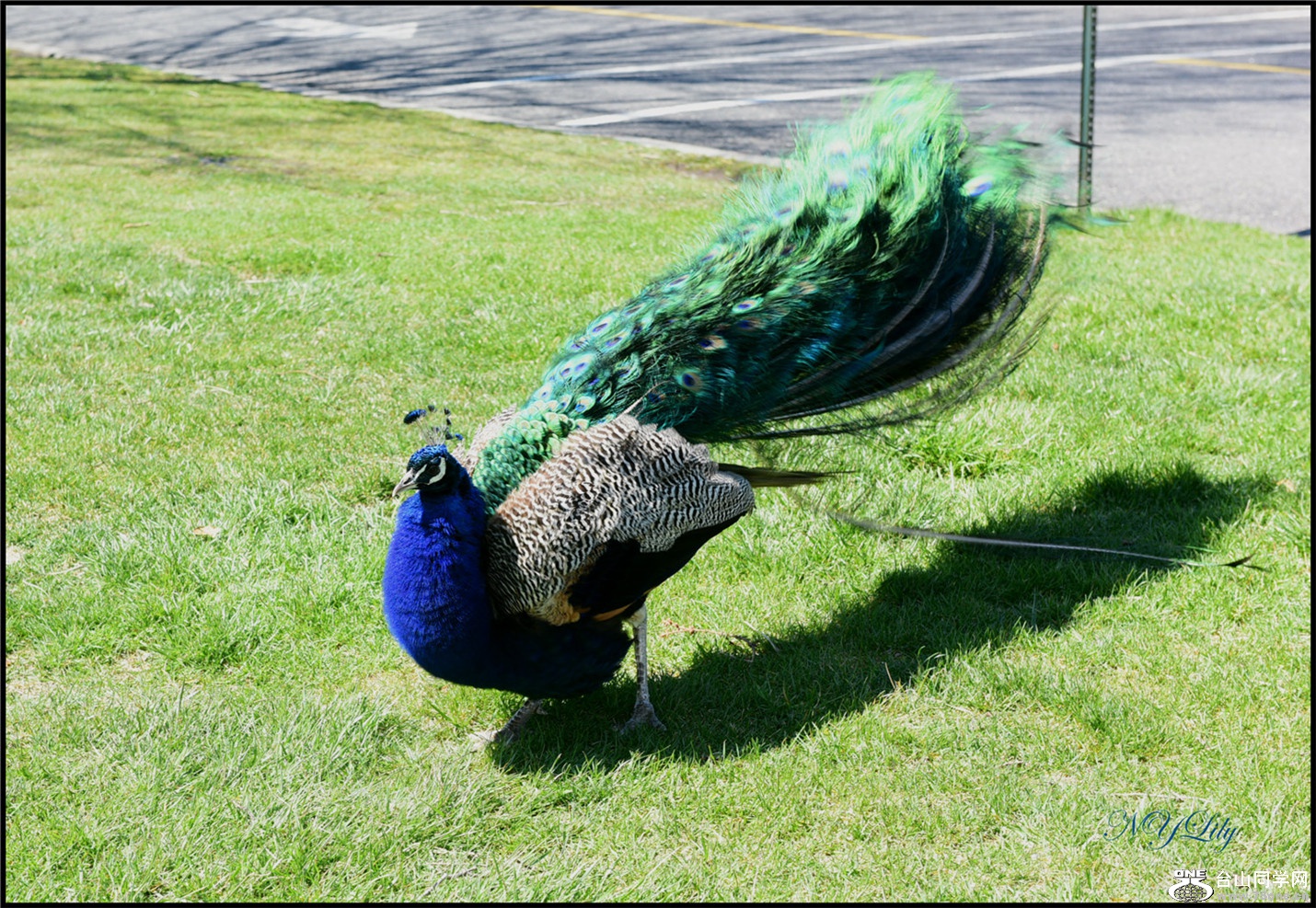 DSC_6976.jpg