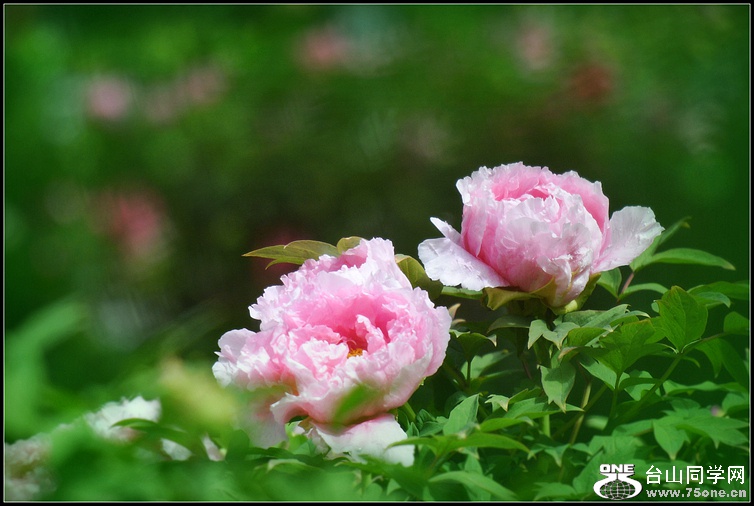 DSC_0179.jpg