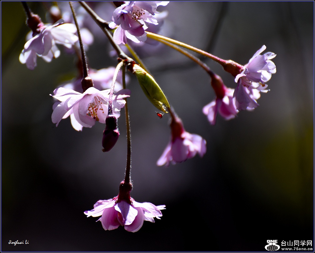 DSC_7474.jpg