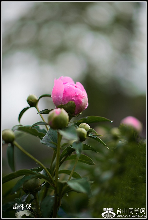 DSC_8467.jpg