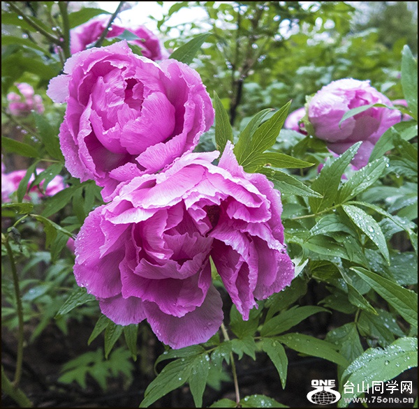 IMG_5000_meitu_1.jpg