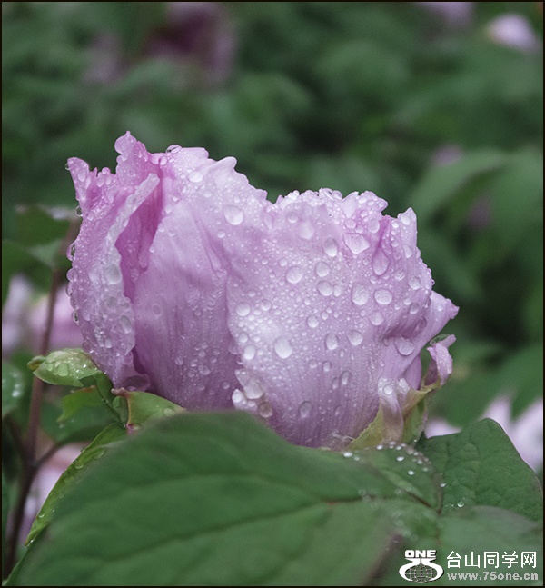 IMG_4980_meitu_1.jpg