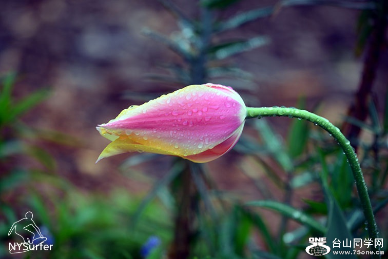 DSC_71095.jpg