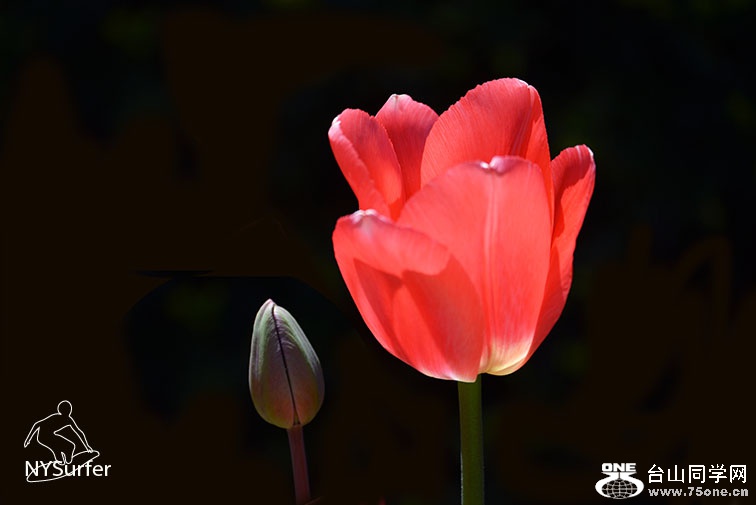 DSC_51872.jpg