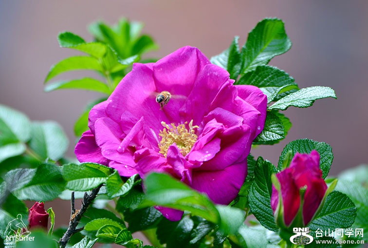 DSC_01296.jpg