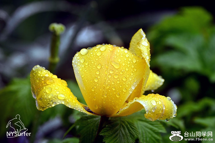 DSC_71029.jpg