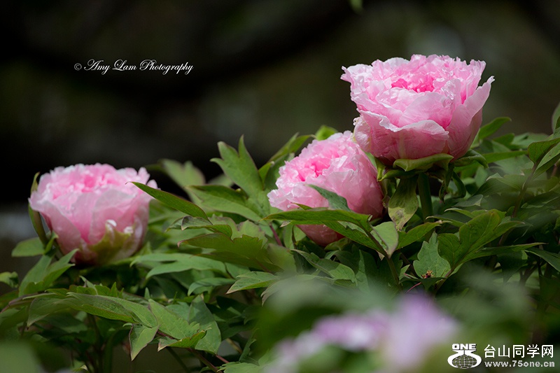 IMG_7823.jpg