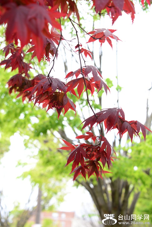 DSC_1535_.jpg