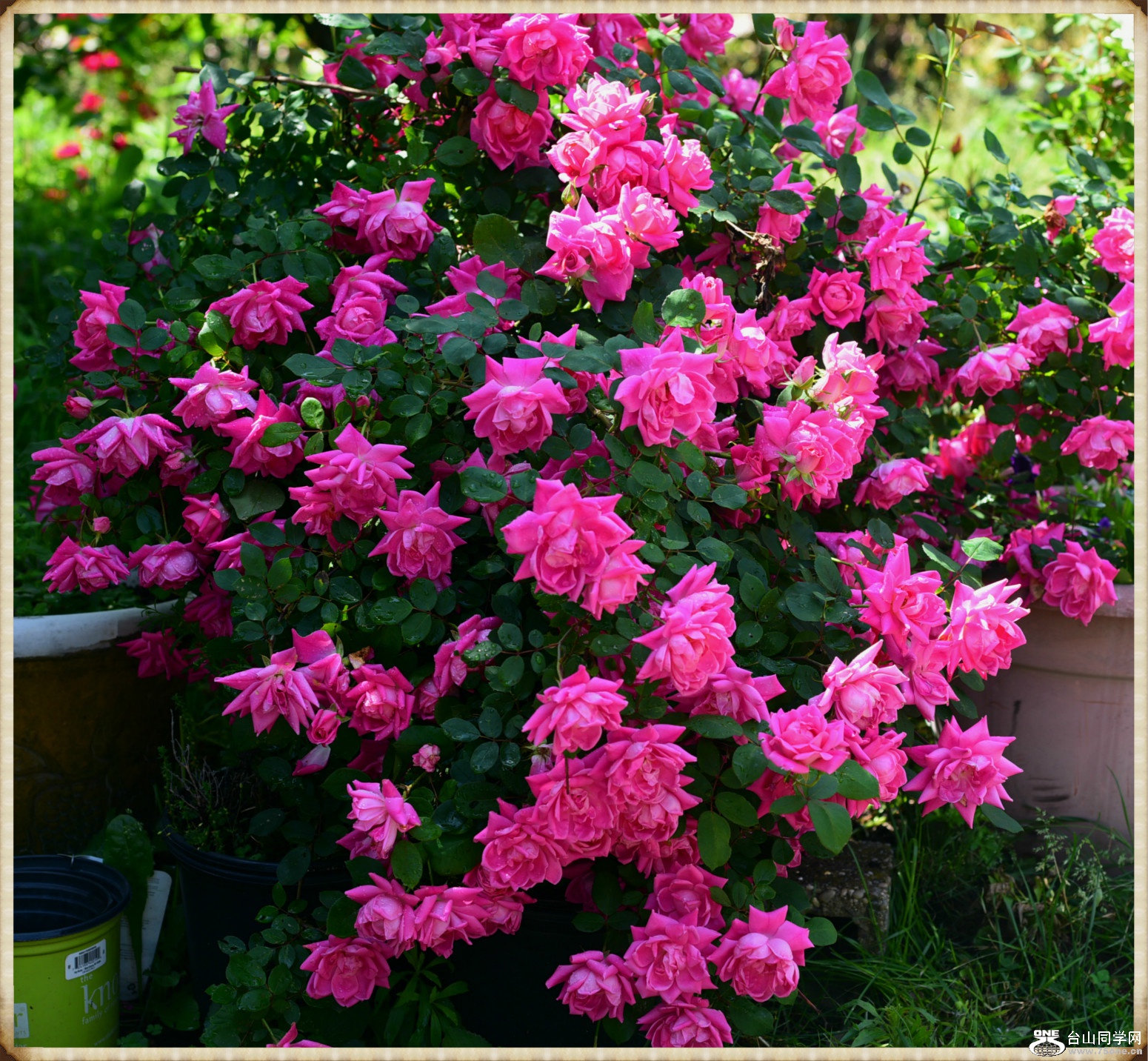 DSC_5582_meitu_3.jpg