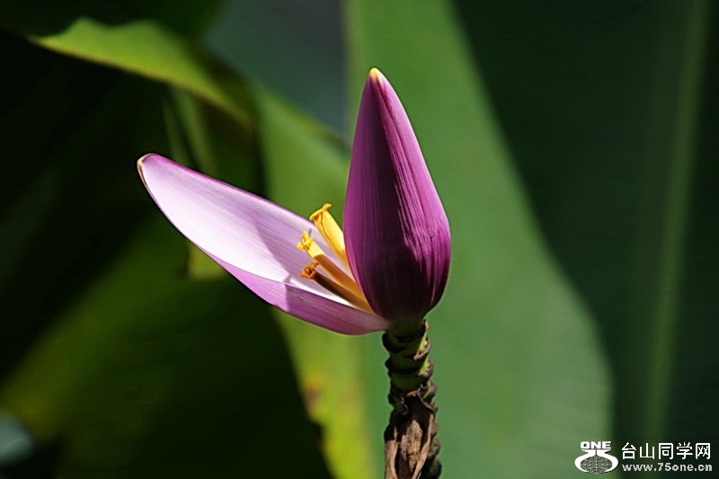 DSC_7575.jpg