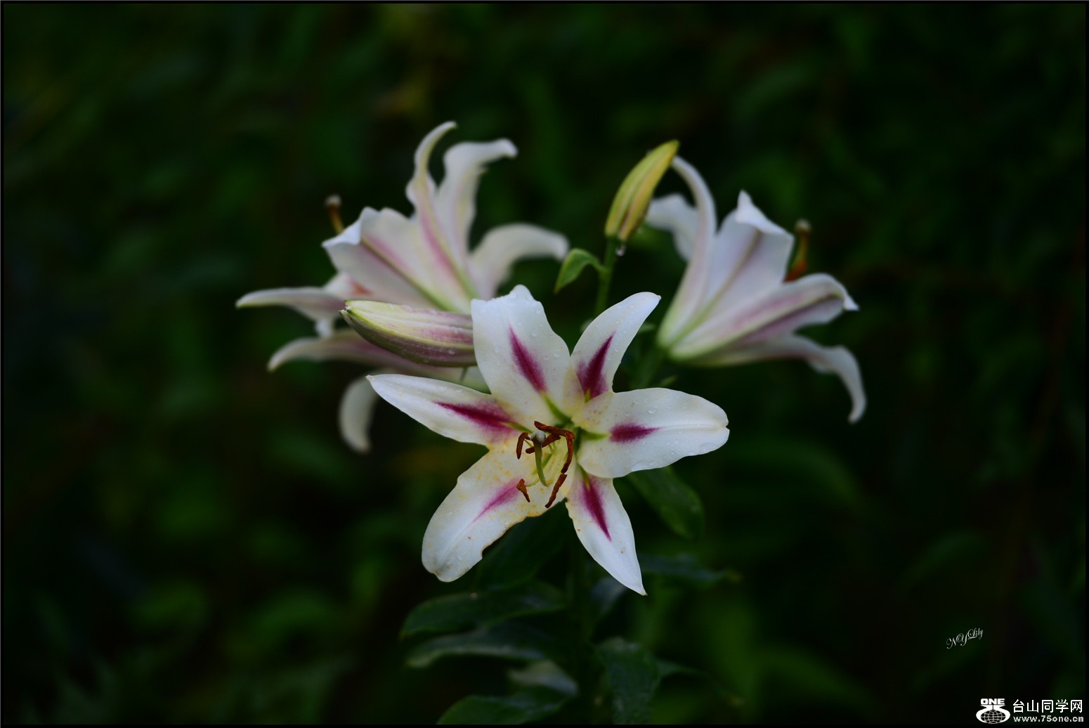 DSC_9455.jpg
