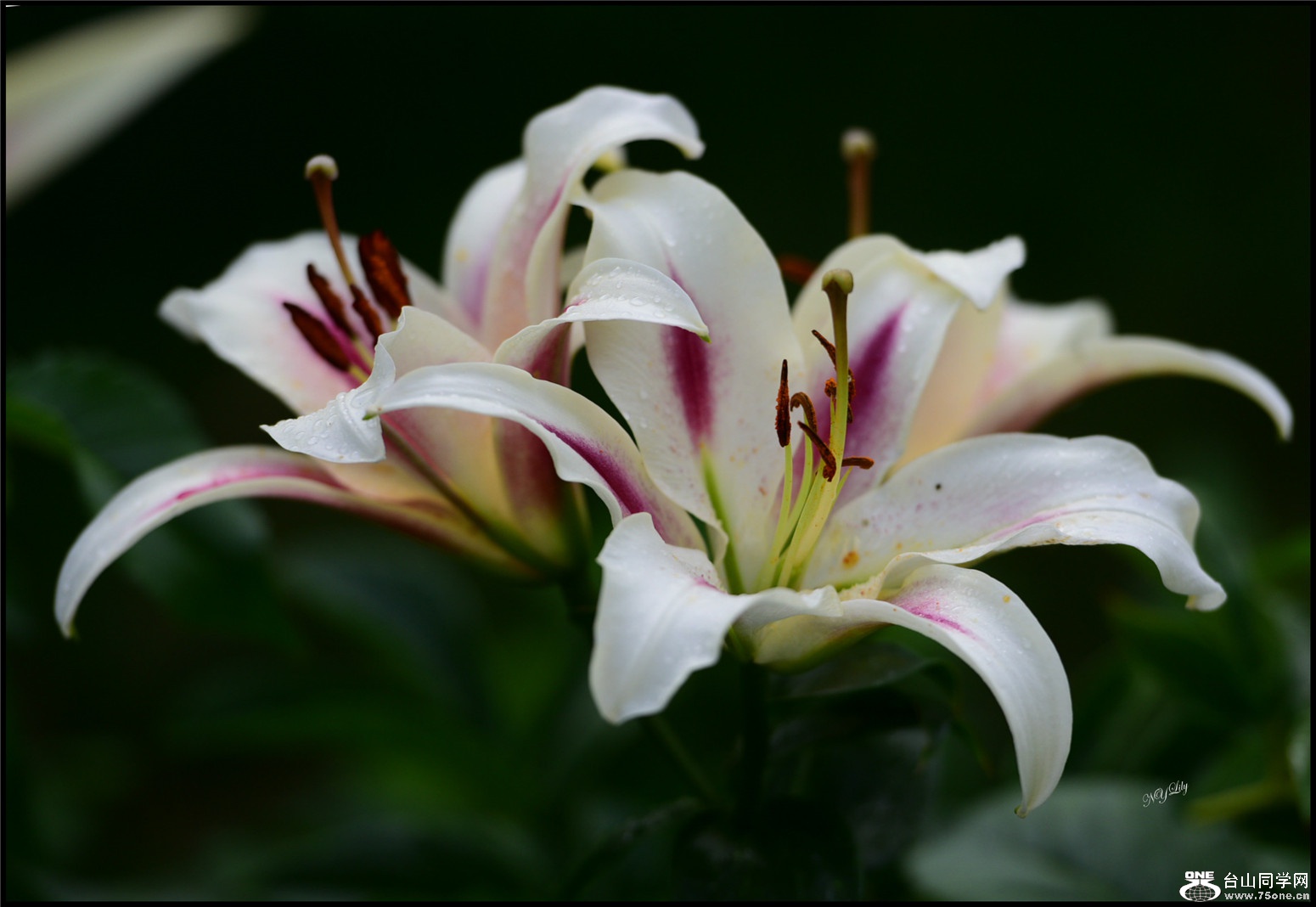 DSC_9512.jpg