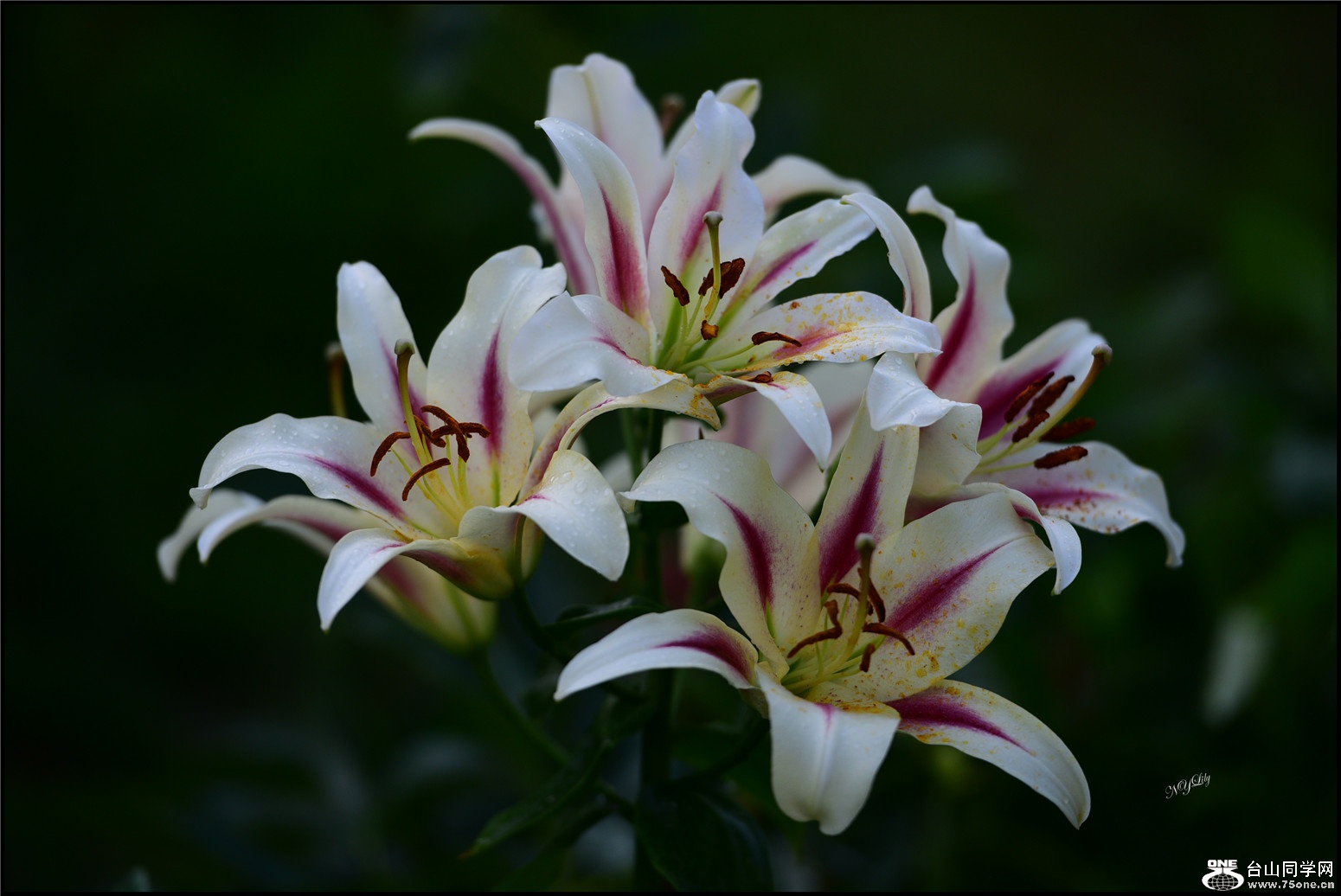 DSC_9445.jpg