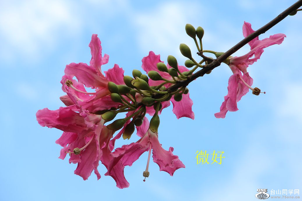 IMG_6524_.jpg