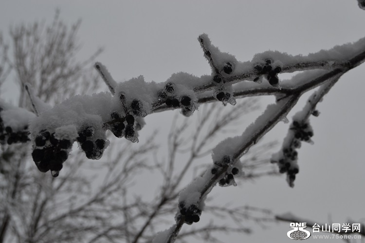 DSC_0127.JPG