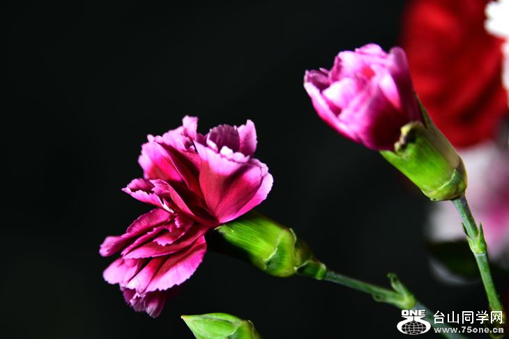 DSC_1243_.jpg