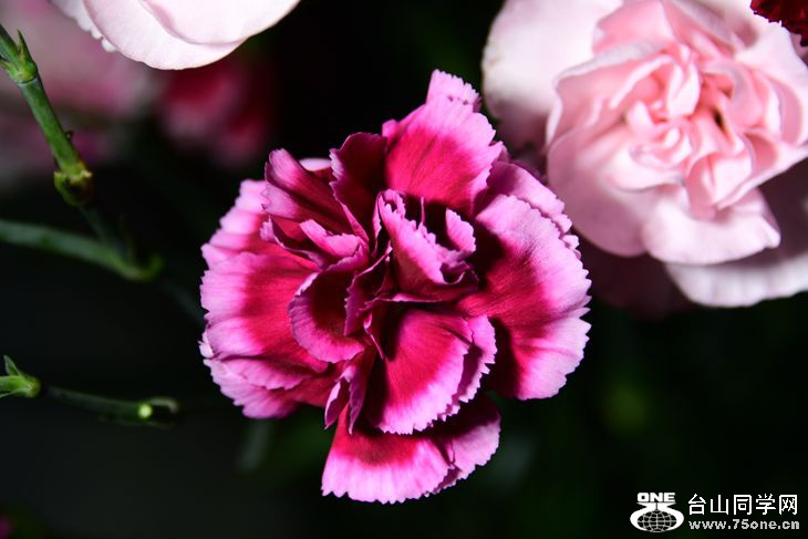 DSC_1251_.jpg