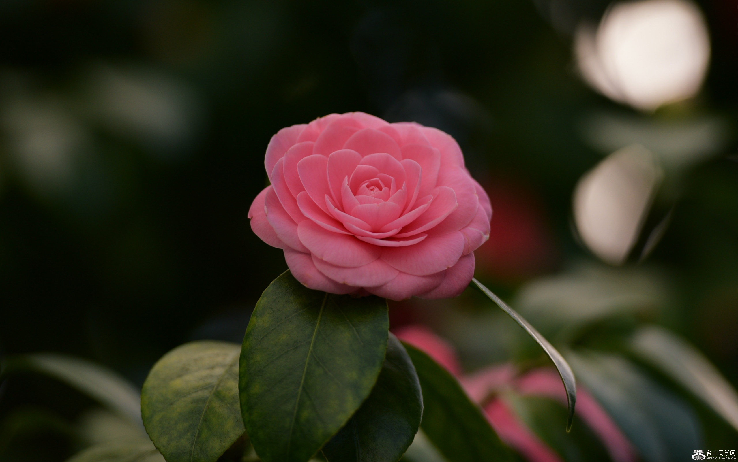 DSC_2641_meitu_2.jpg