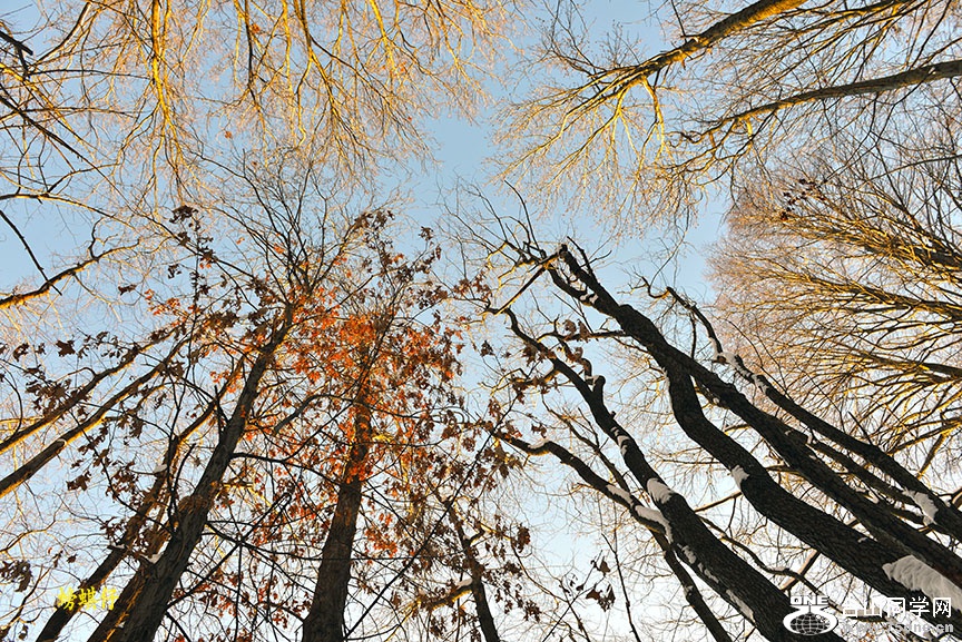 DSC_001233503.jpg