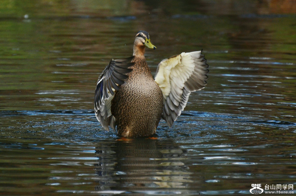 DSC_1276.jpg