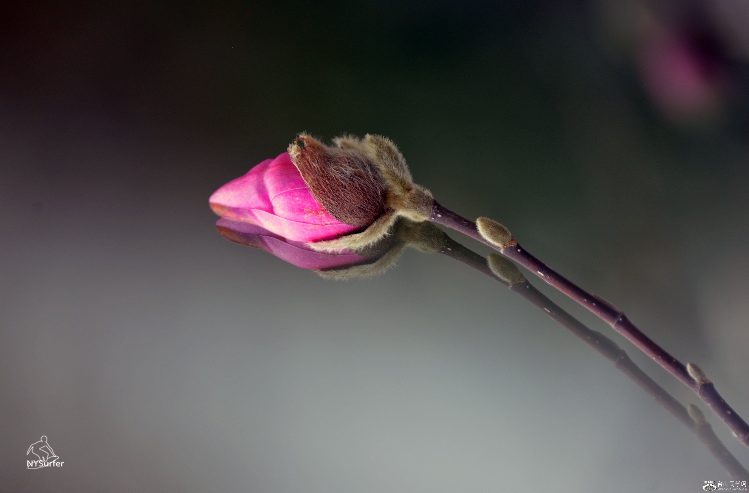 DSC_21665.jpg