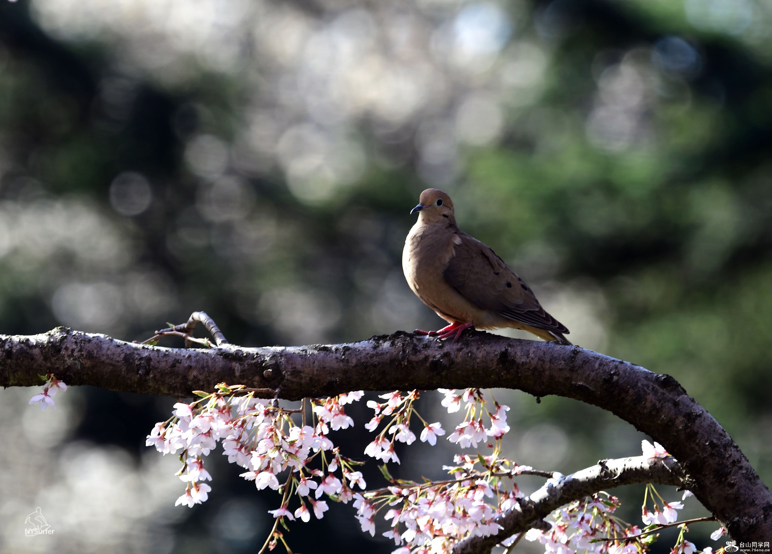 DSC_11454.jpg