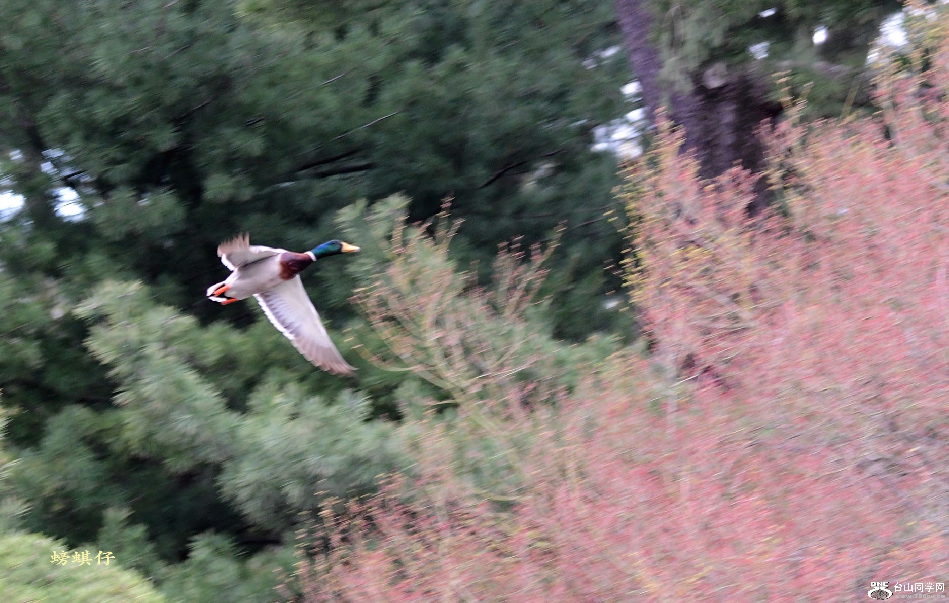 DSC_00123707.jpg
