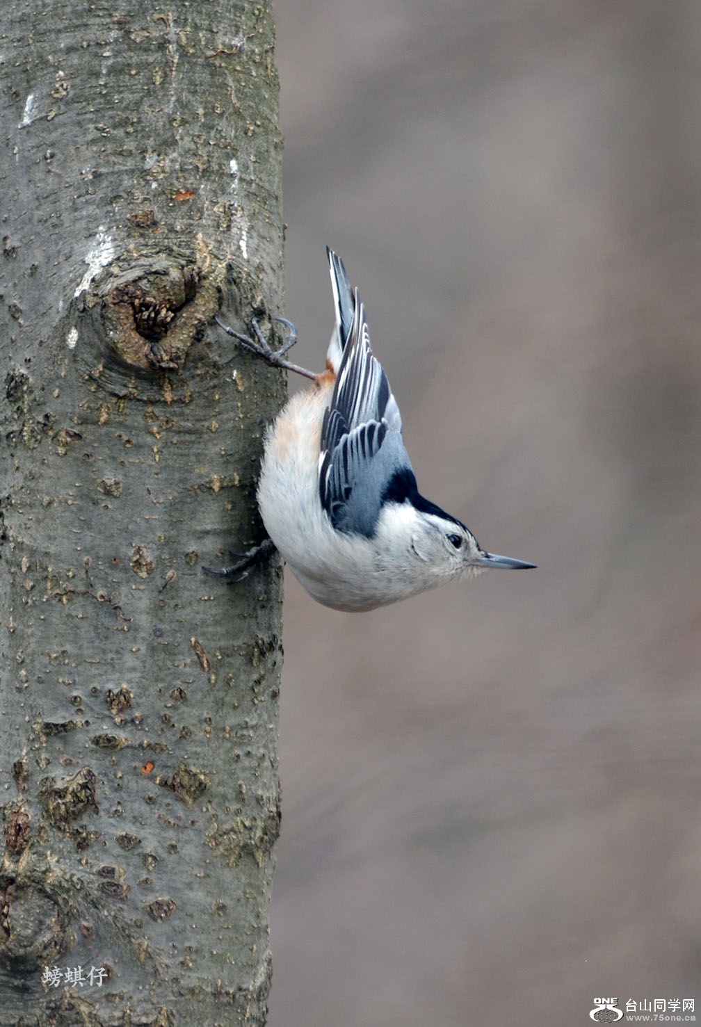 DSC_001231000.jpg