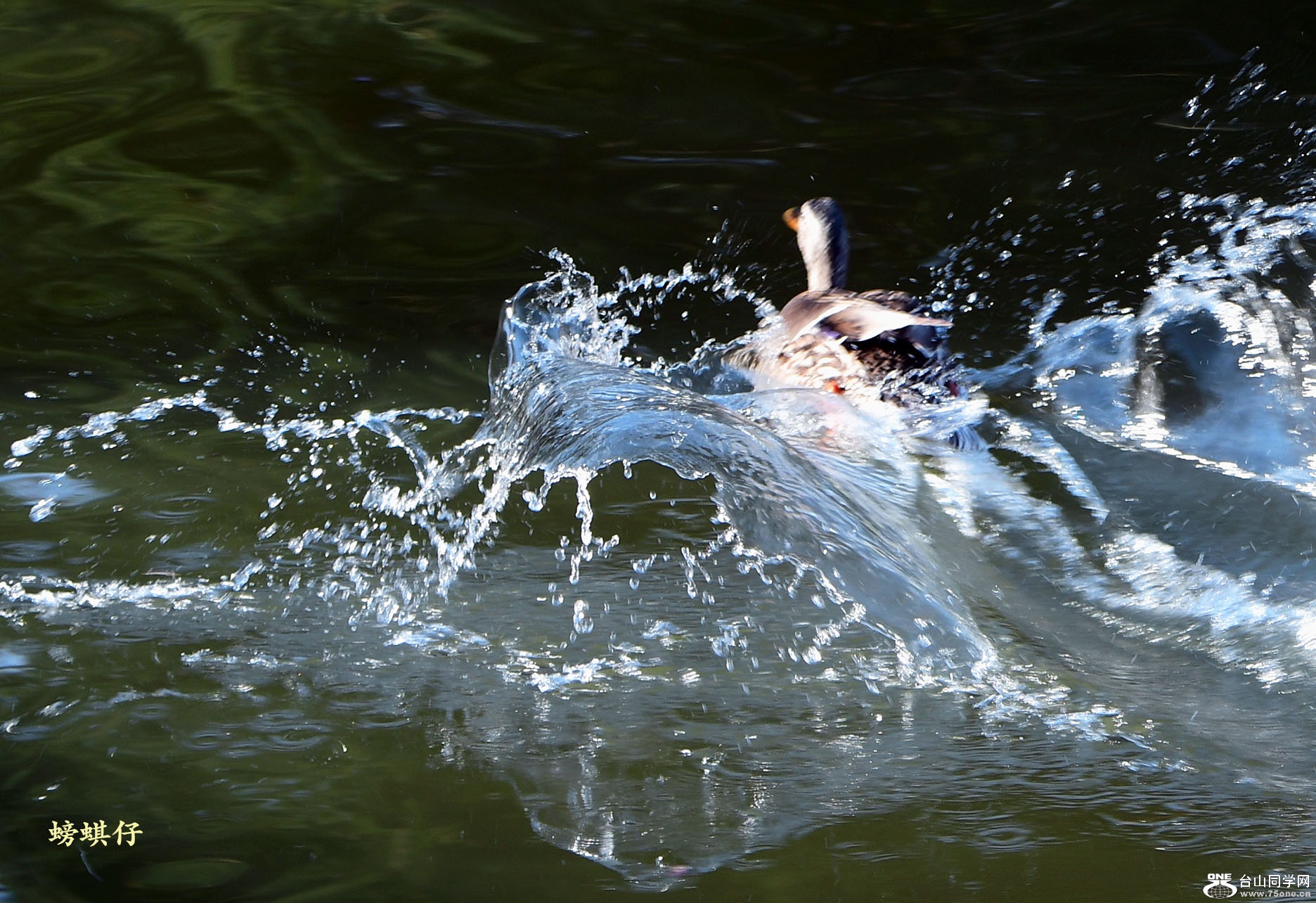 DSC_00123705.jpg