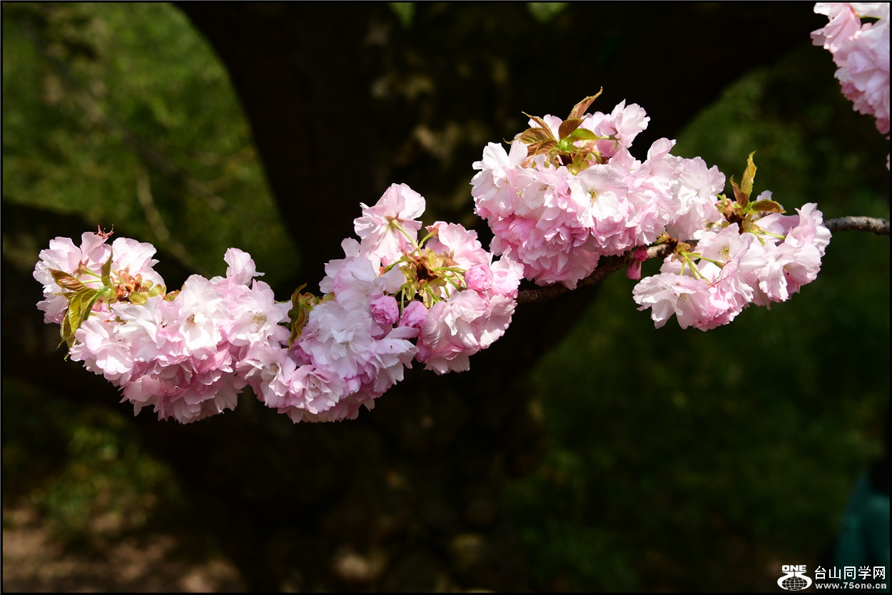 DSC_5062.jpg
