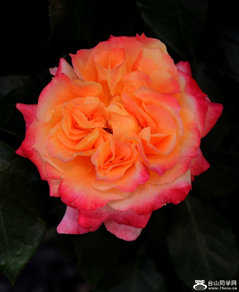 DSC_36470.jpg