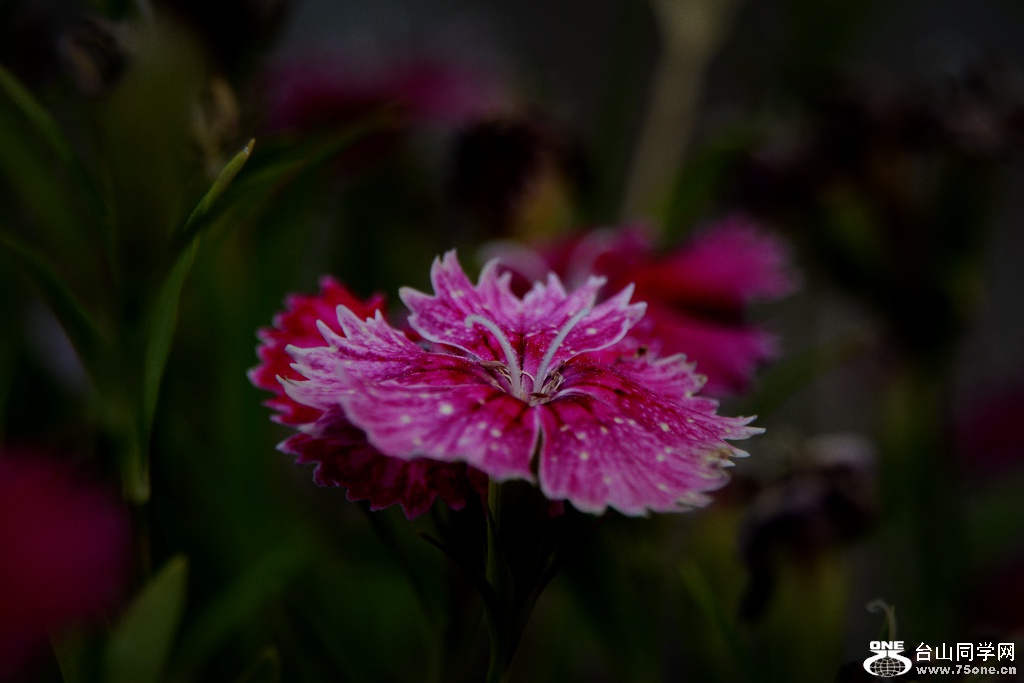 DSC_3621.jpg