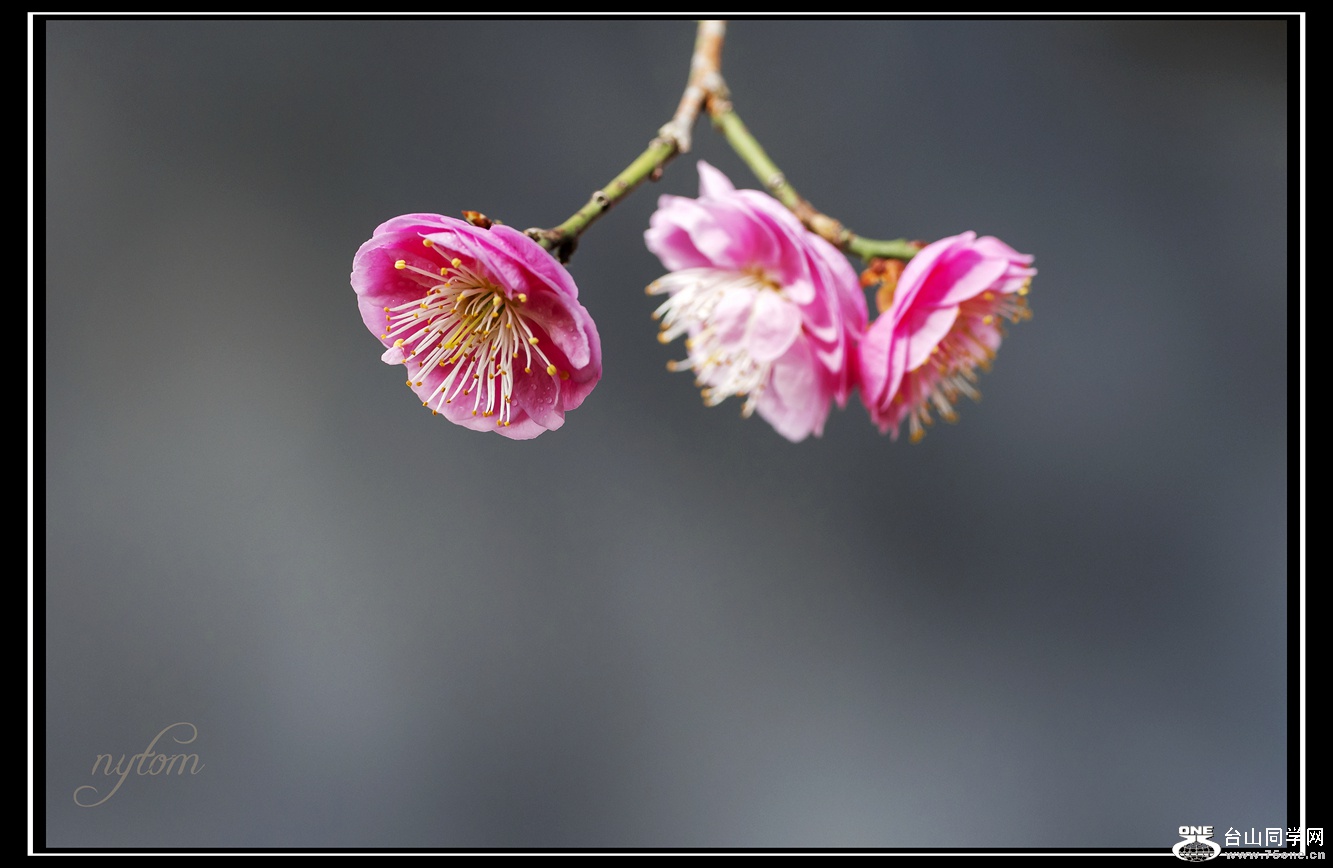 DSC_3693_.jpg