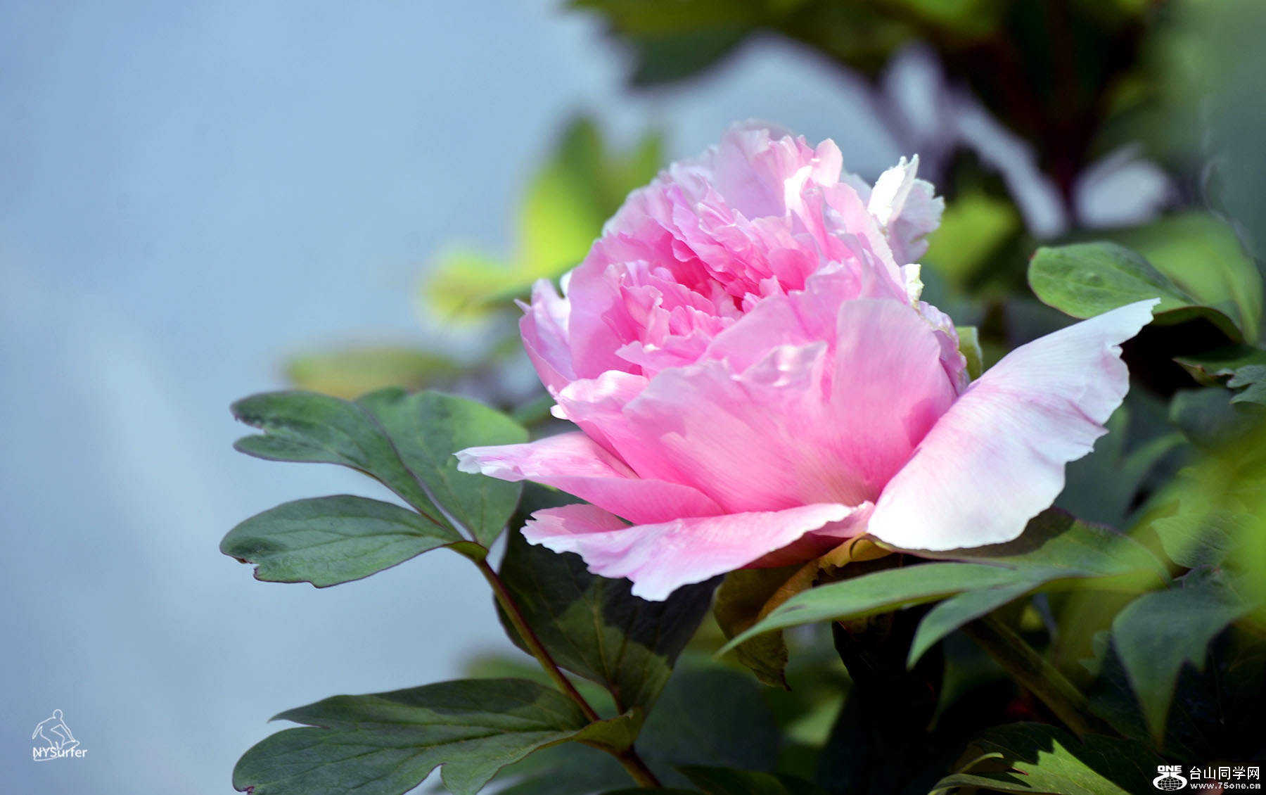 DSC_81288.jpg