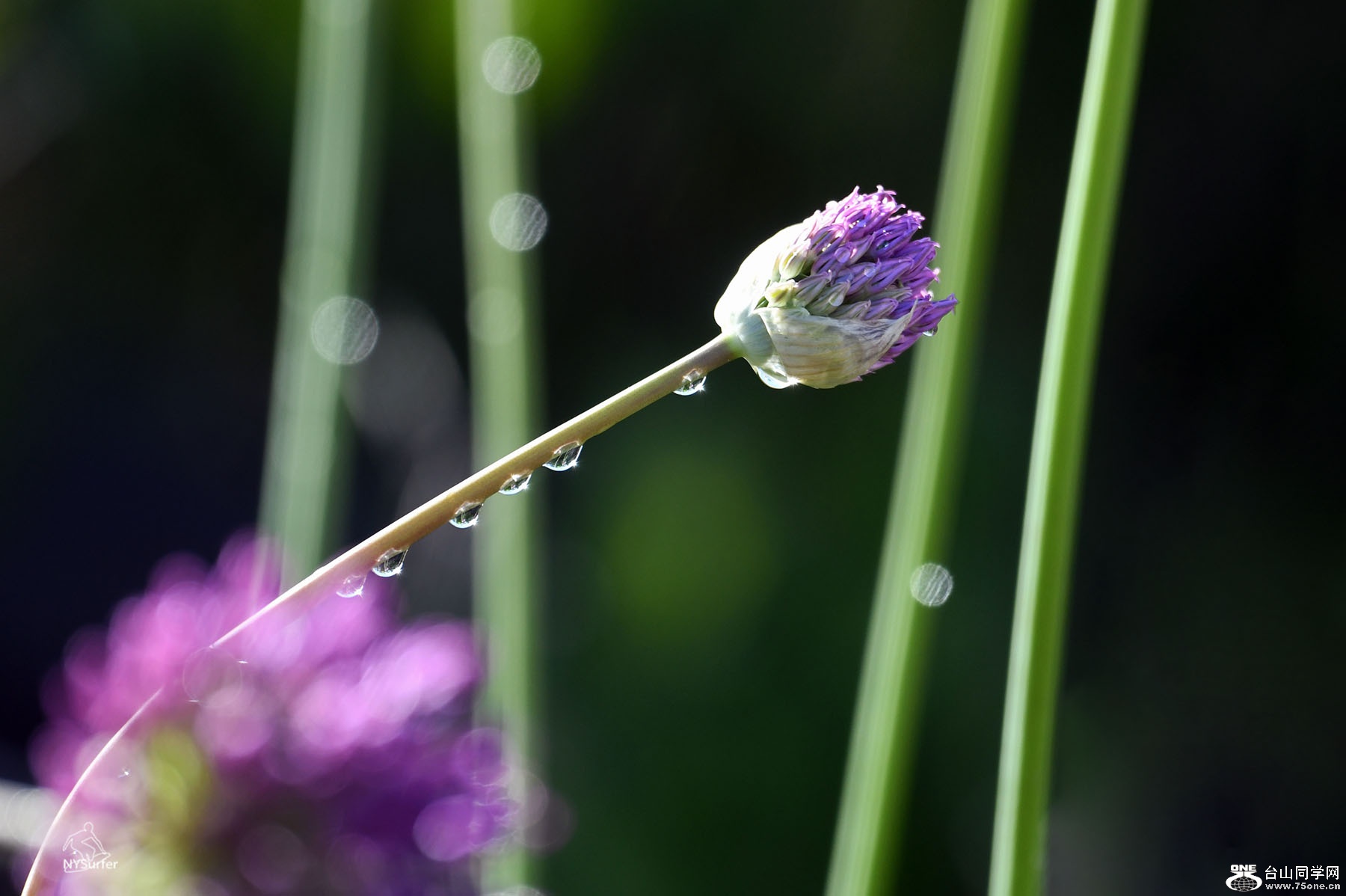 DSC_51831.jpg